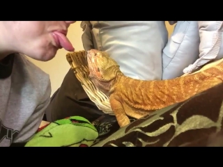 favors with a bearded dragon