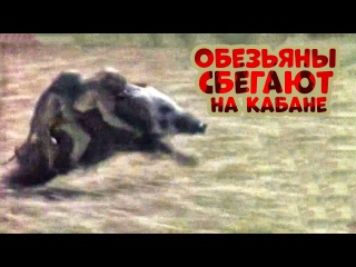 ahaha monkeys escape on a boar (elusive avengers)