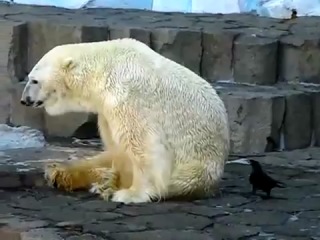 a crow trolls a polar bear in a zoo