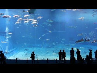 okinawa churaumi aquarium