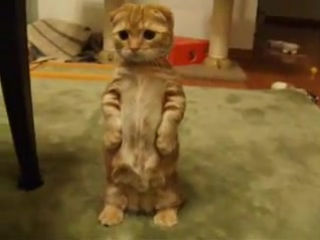 the cat stands on its hind legs