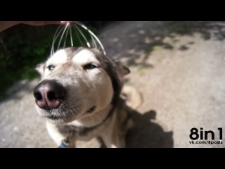 dog head massage